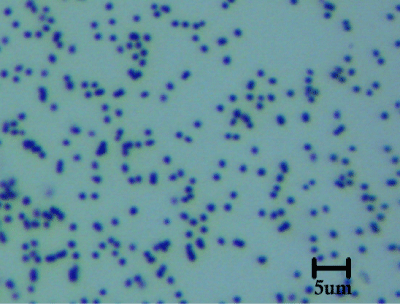 Dark Field Image of Nanopartz Spherical Gold Nanoparticles